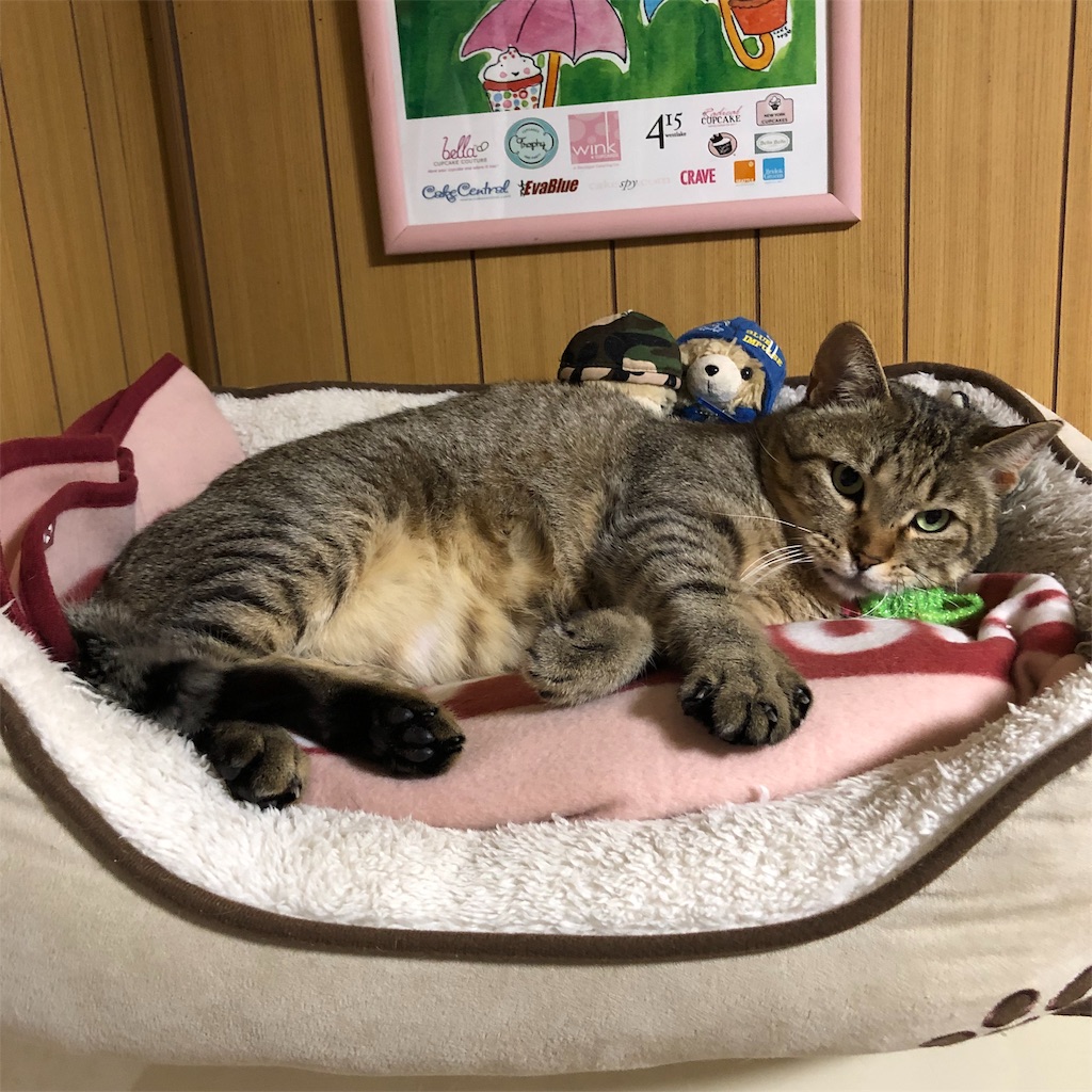 f:id:annesea:20190124230331j:image