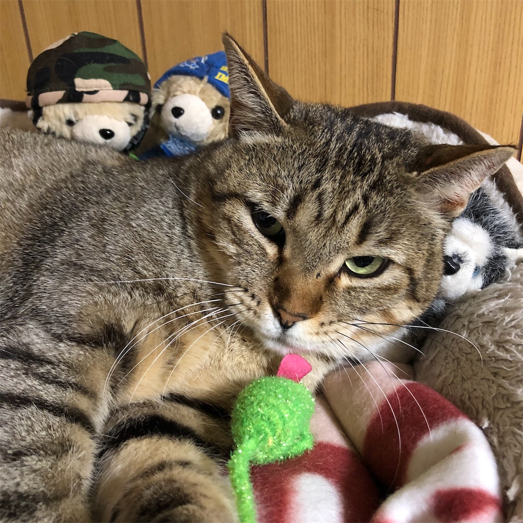 f:id:annesea:20190124230342j:image