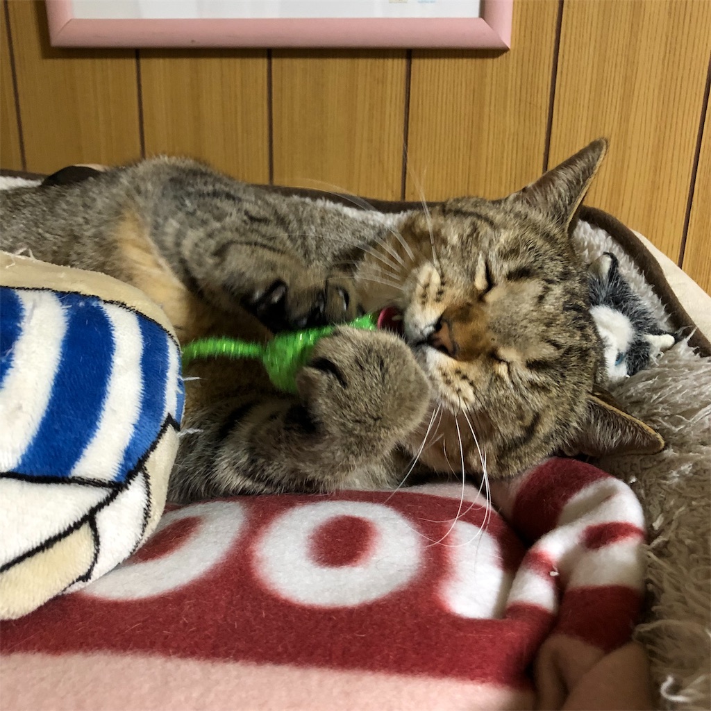 f:id:annesea:20190124230350j:image