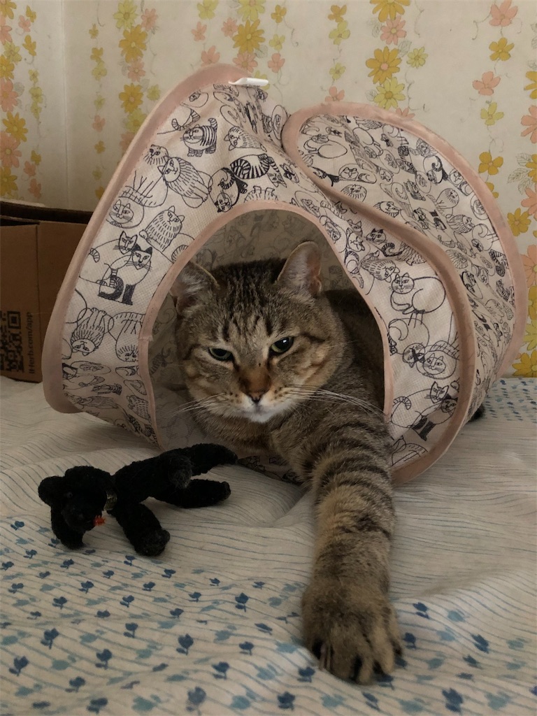 f:id:annesea:20190201002159j:image