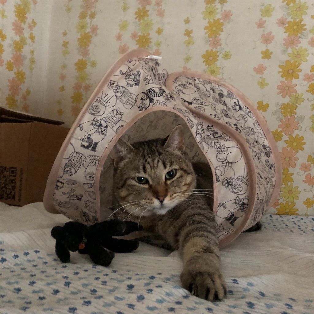 f:id:annesea:20190201002207j:image