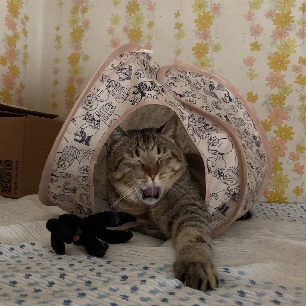 f:id:annesea:20190201002214j:image