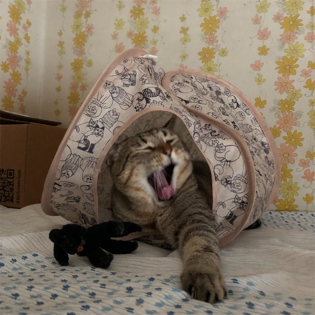 f:id:annesea:20190201002221j:image