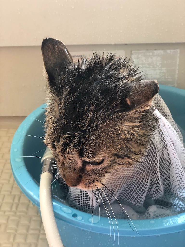 f:id:annesea:20190202181507j:image