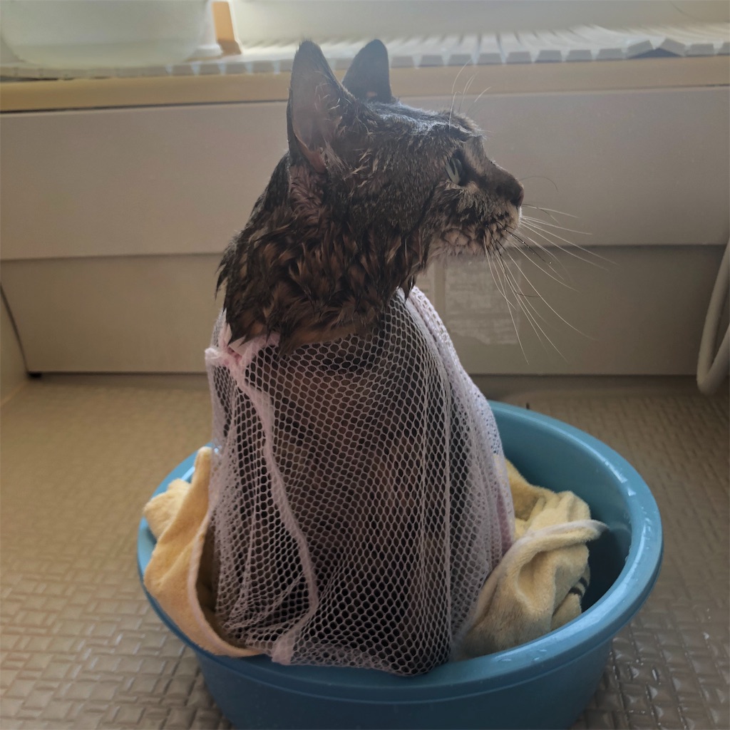 f:id:annesea:20190202181514j:image