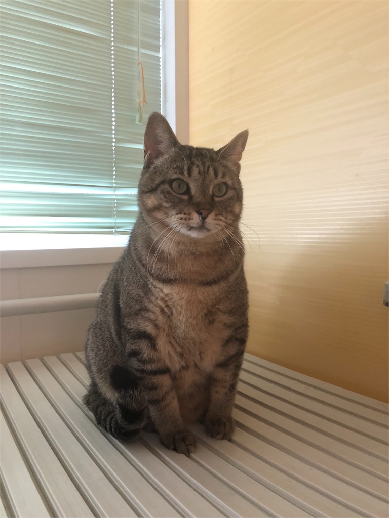 f:id:annesea:20190202181529j:image