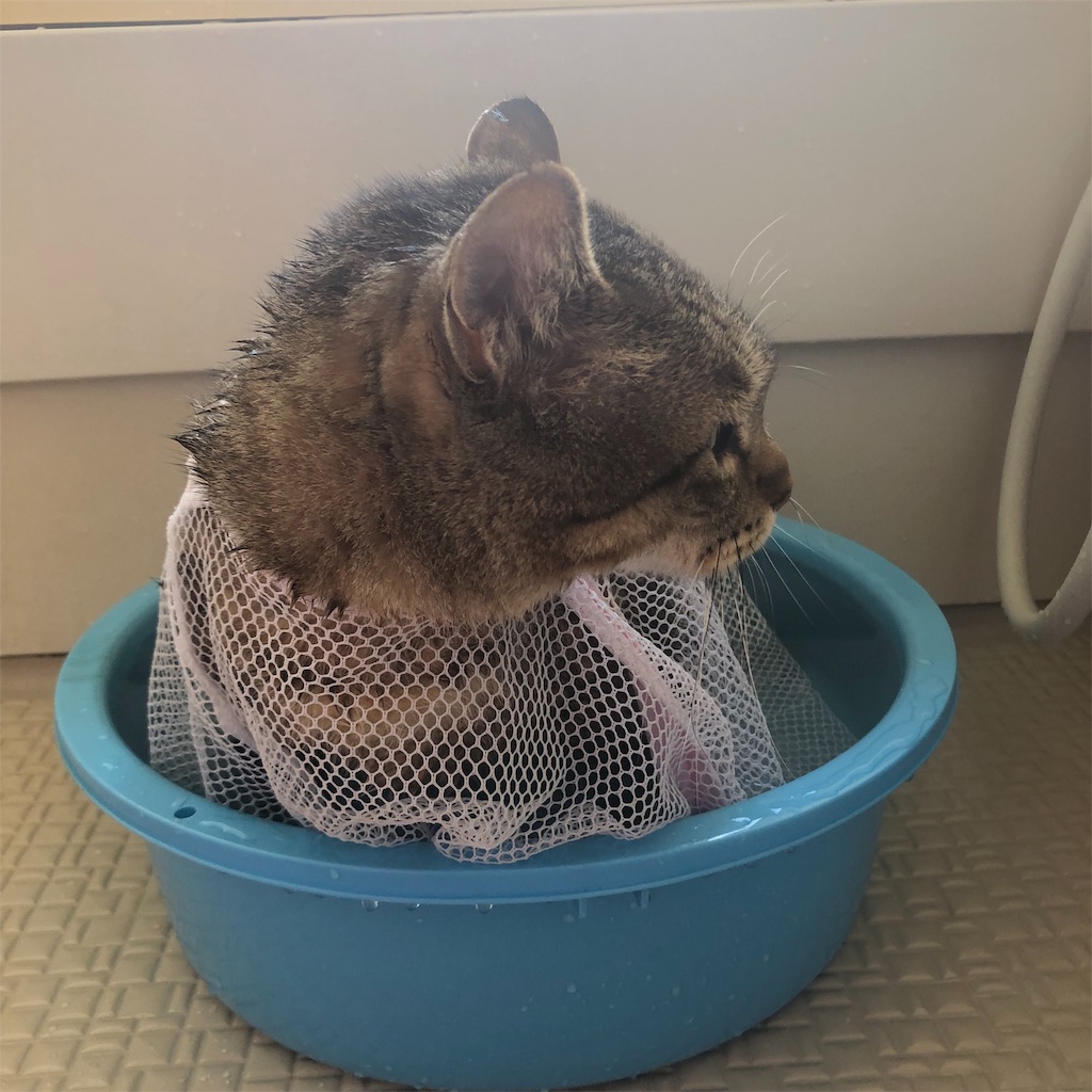 f:id:annesea:20190202181537j:image