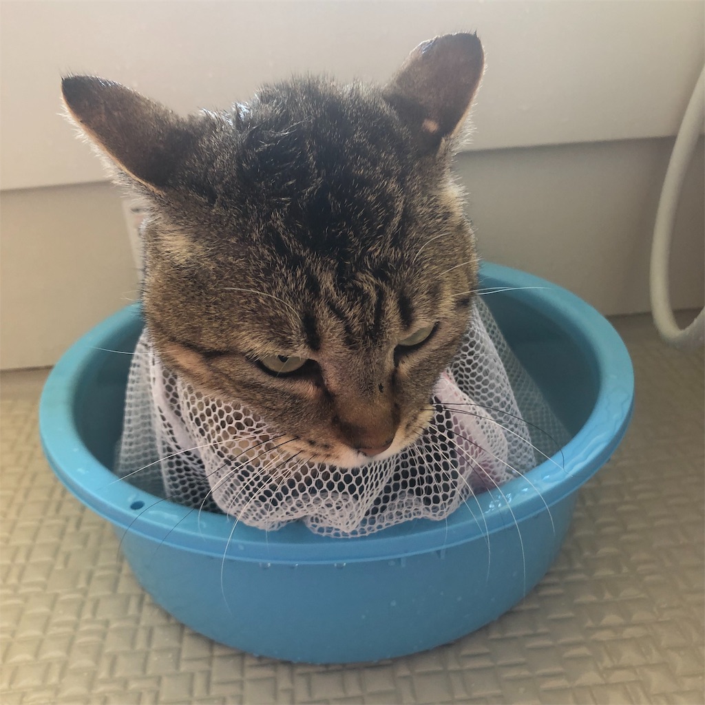 f:id:annesea:20190202181543j:image