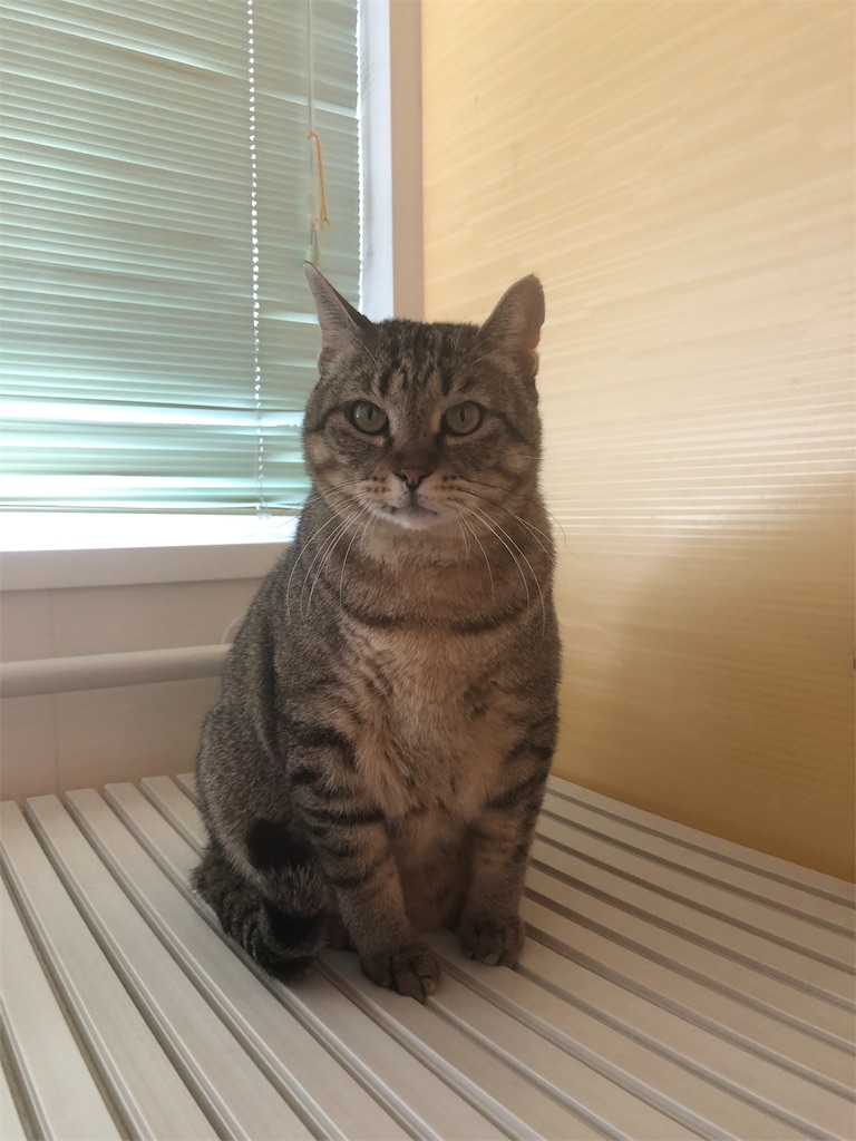 f:id:annesea:20190202181612j:image
