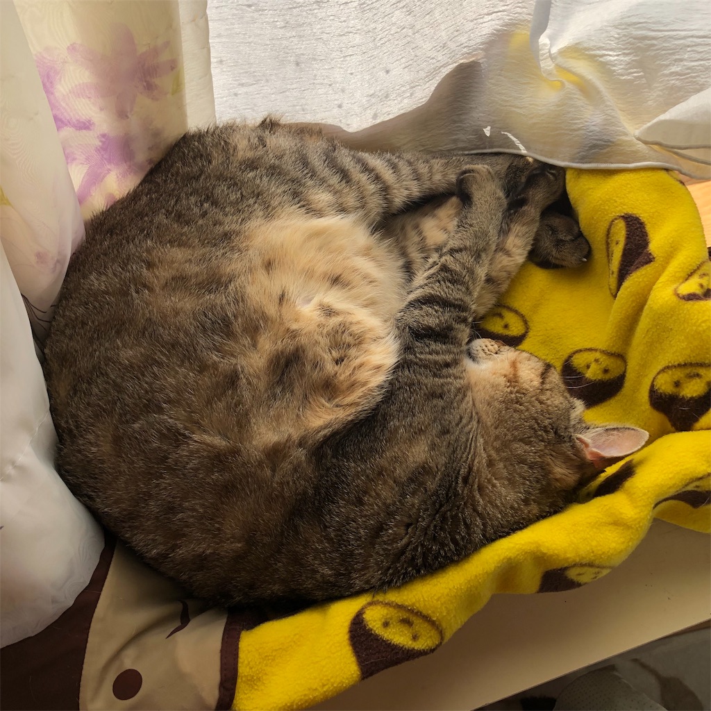 f:id:annesea:20190202181644j:image
