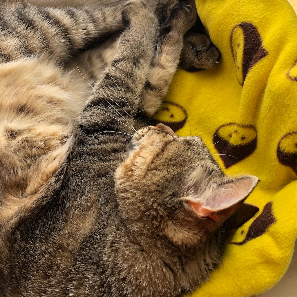 f:id:annesea:20190202181709j:image