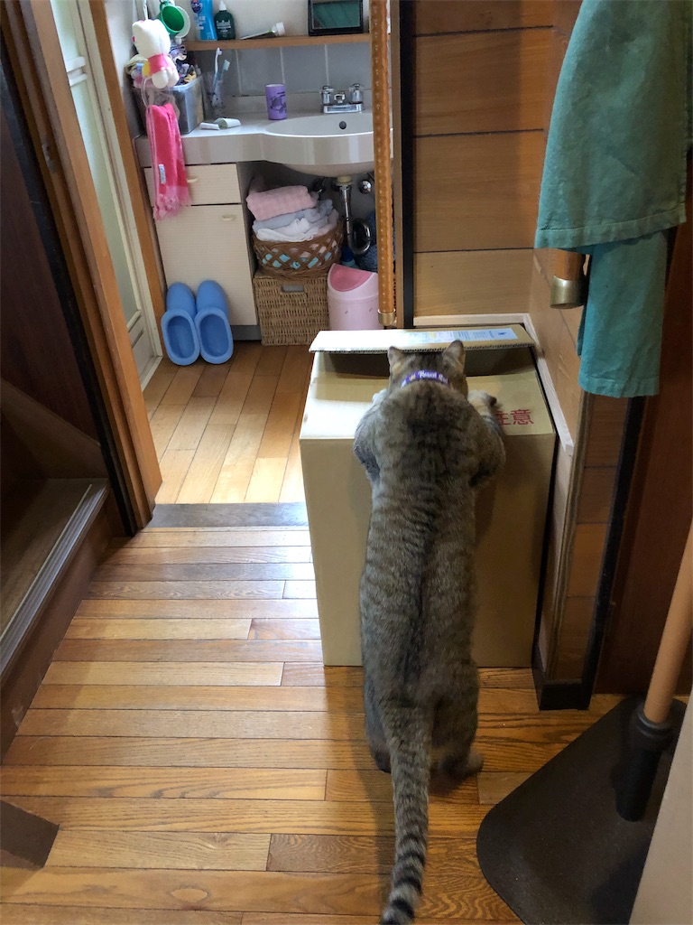 f:id:annesea:20190204182308j:image