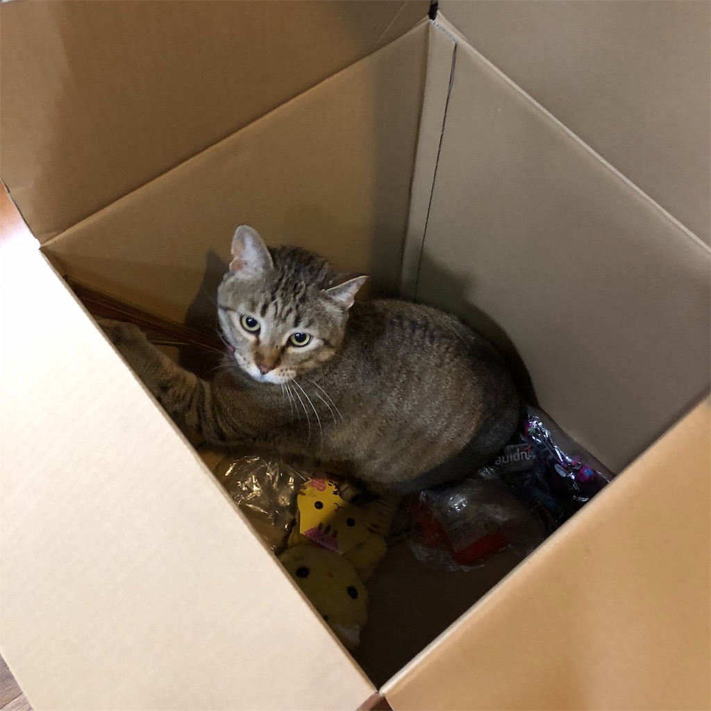 f:id:annesea:20190204182328j:image