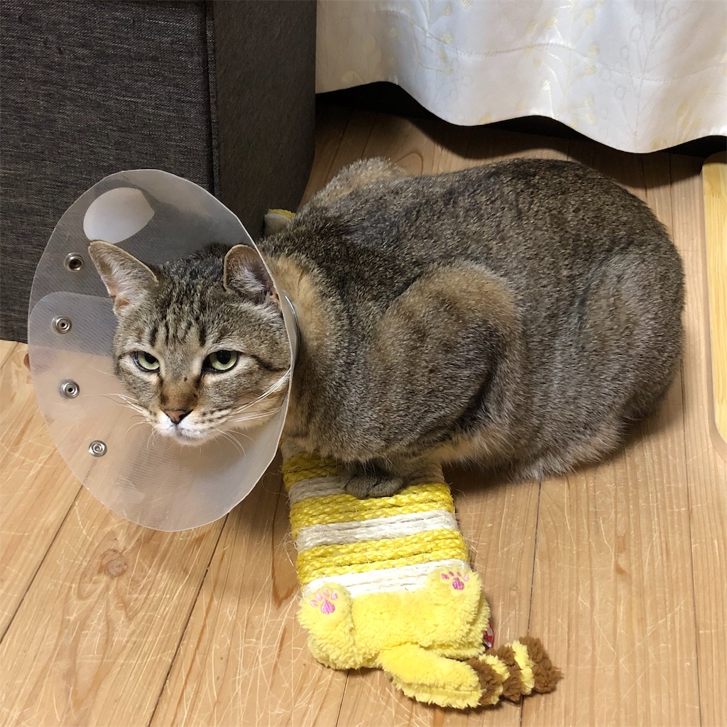 f:id:annesea:20190209212943j:image f:id:annesea:20190209212943j:image