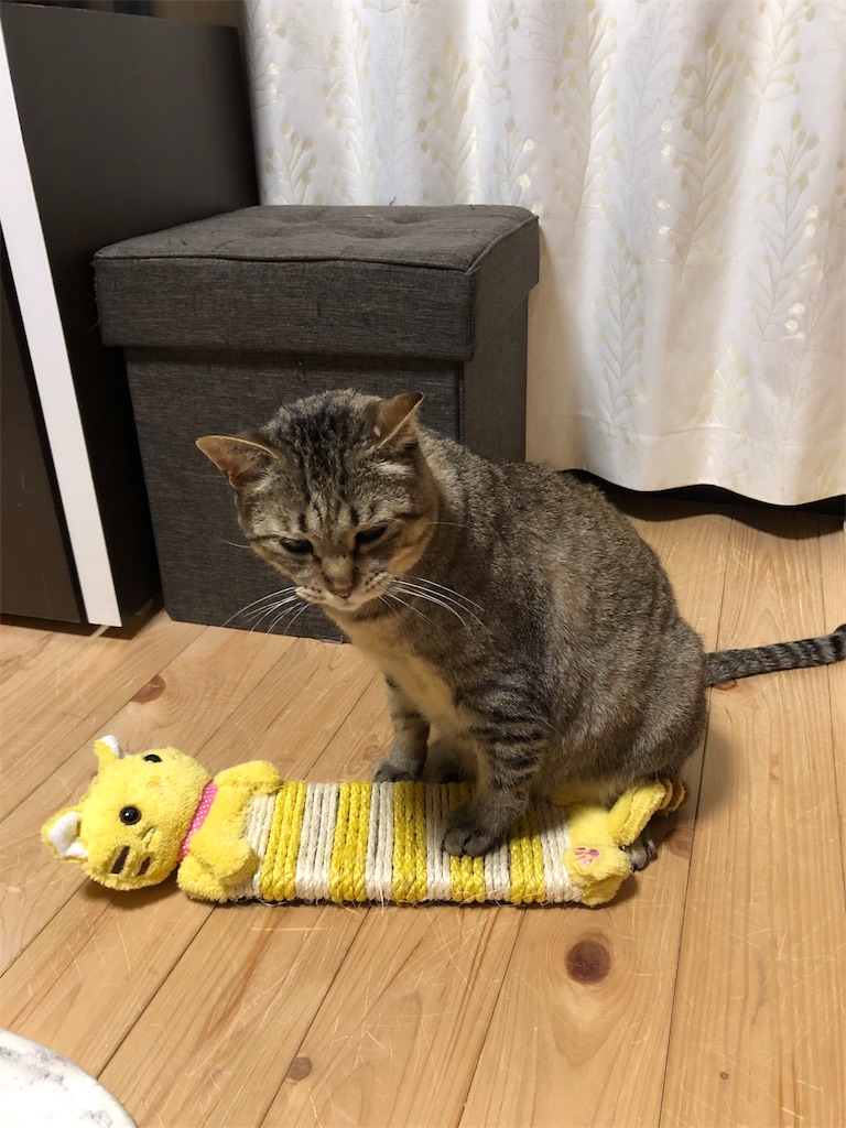 f:id:annesea:20190209212949j:image f:id:annesea:20190209212949j:image