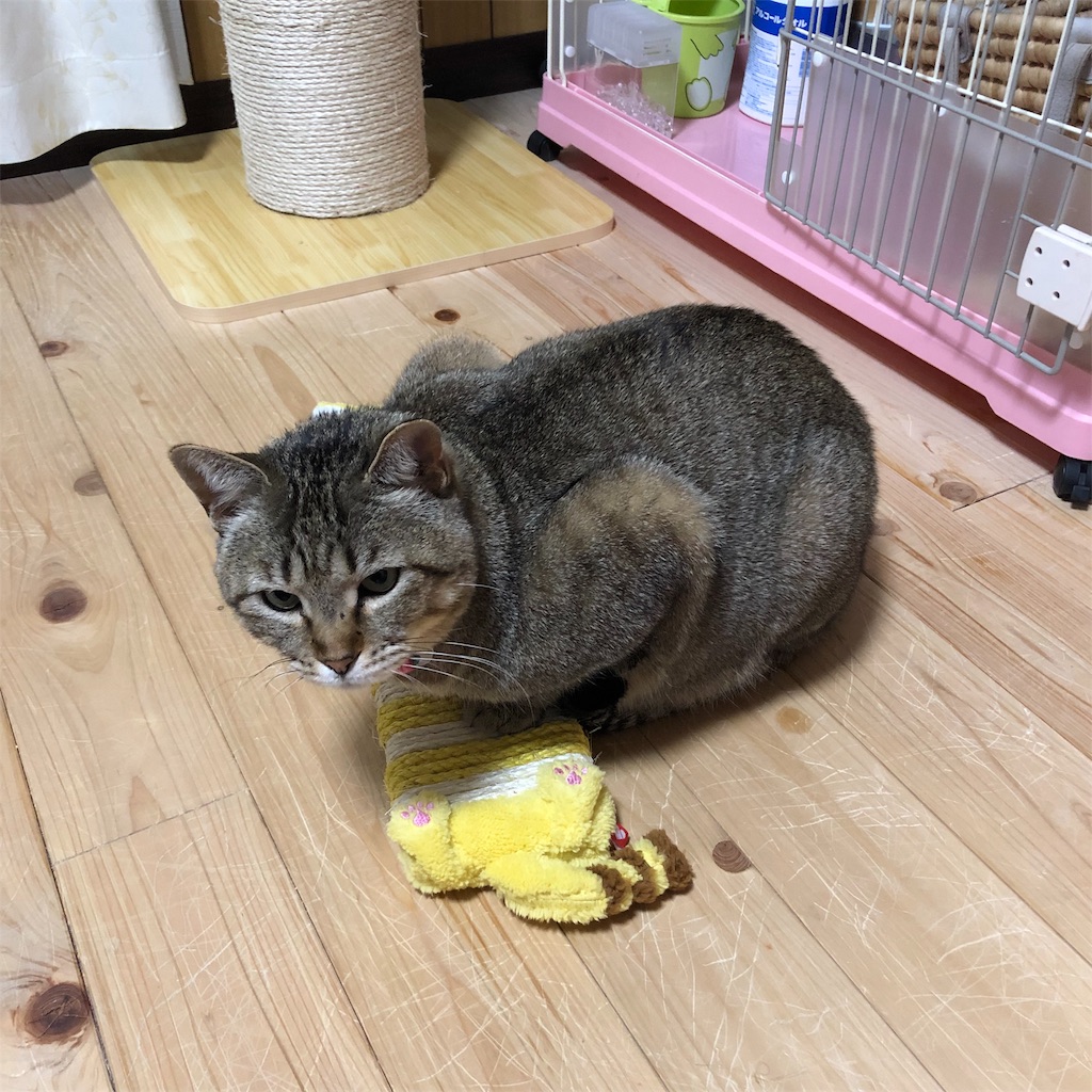 f:id:annesea:20190209212956j:image f:id:annesea:20190209212956j:image