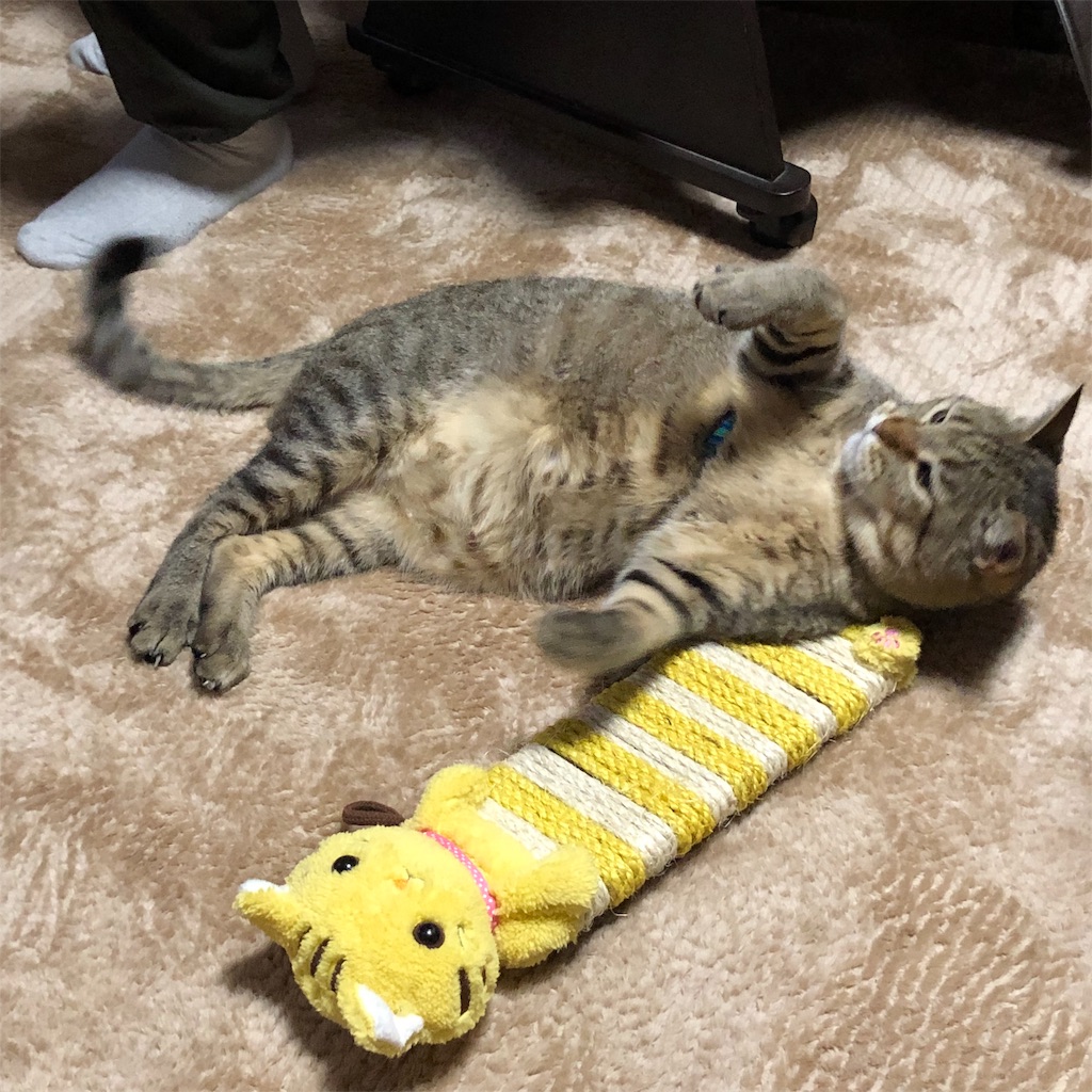 f:id:annesea:20190209213004j:image f:id:annesea:20190209213004j:image