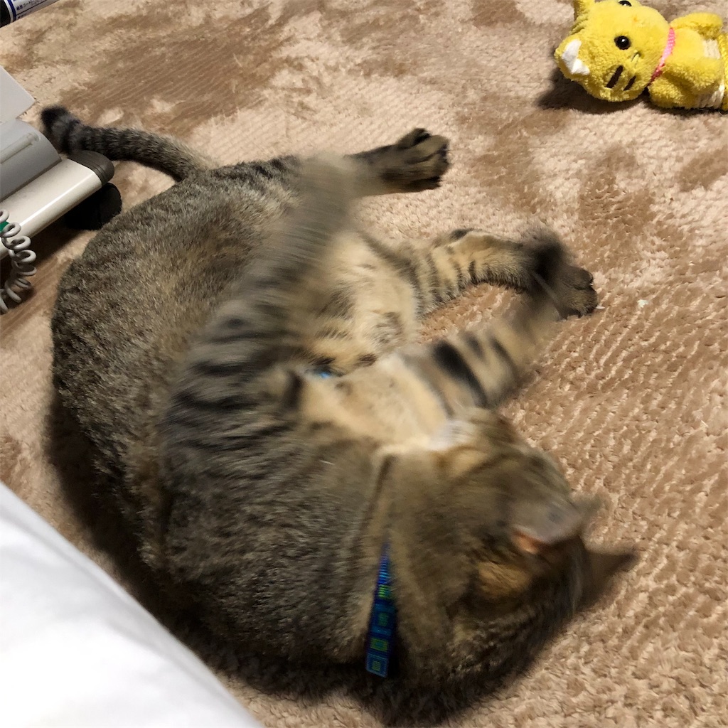 f:id:annesea:20190209213013j:image f:id:annesea:20190209213013j:image