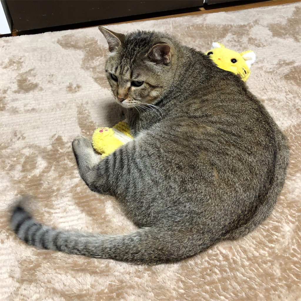 f:id:annesea:20190209213030j:image f:id:annesea:20190209213030j:image