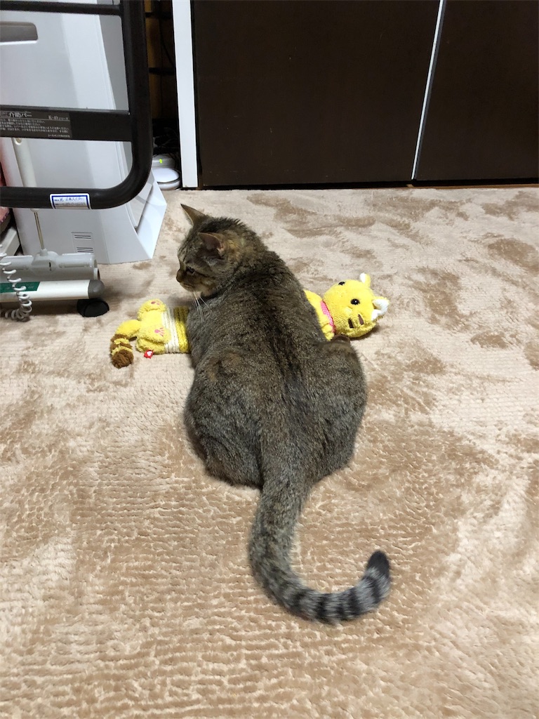 f:id:annesea:20190209213039j:image f:id:annesea:20190209213039j:image