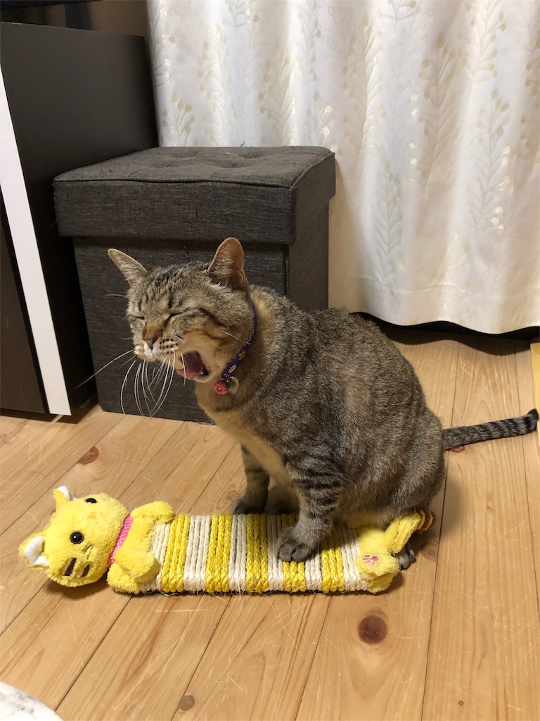 f:id:annesea:20190209213045j:image f:id:annesea:20190209213045j:image