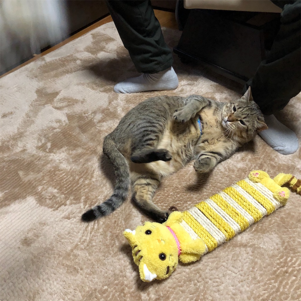 f:id:annesea:20190209213052j:image f:id:annesea:20190209213052j:image