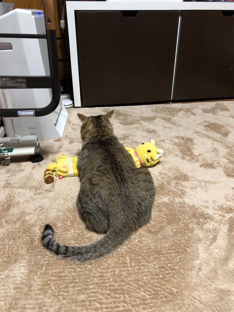 f:id:annesea:20190209213117j:image f:id:annesea:20190209213117j:image