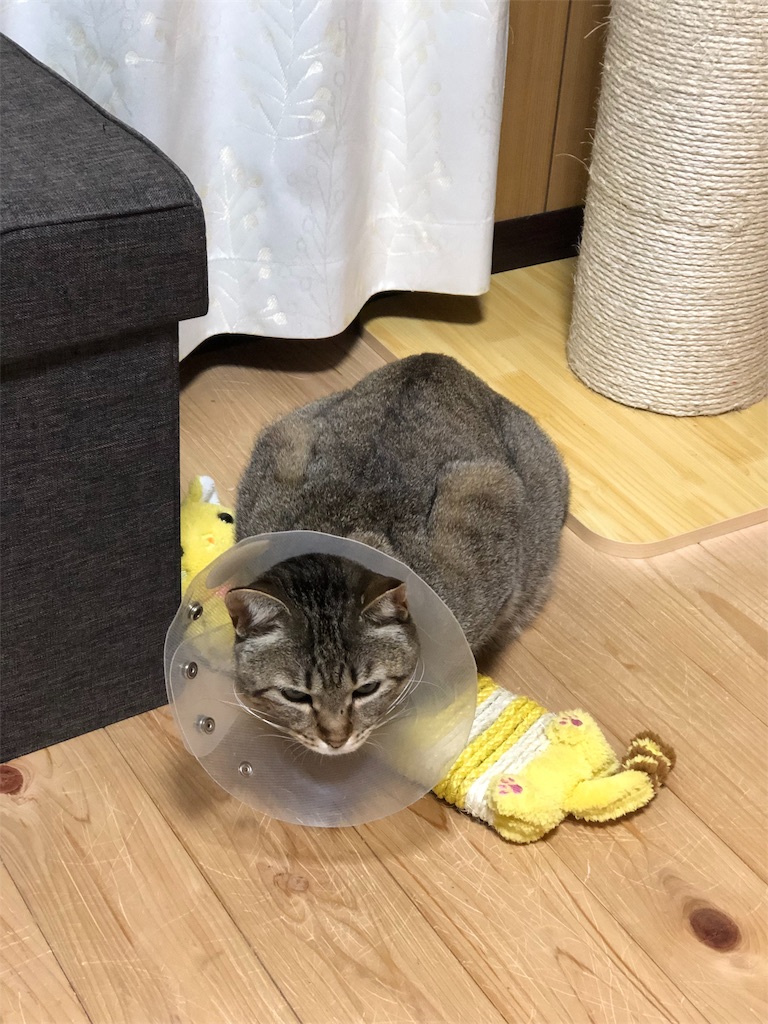 f:id:annesea:20190209213123j:image f:id:annesea:20190209213123j:image