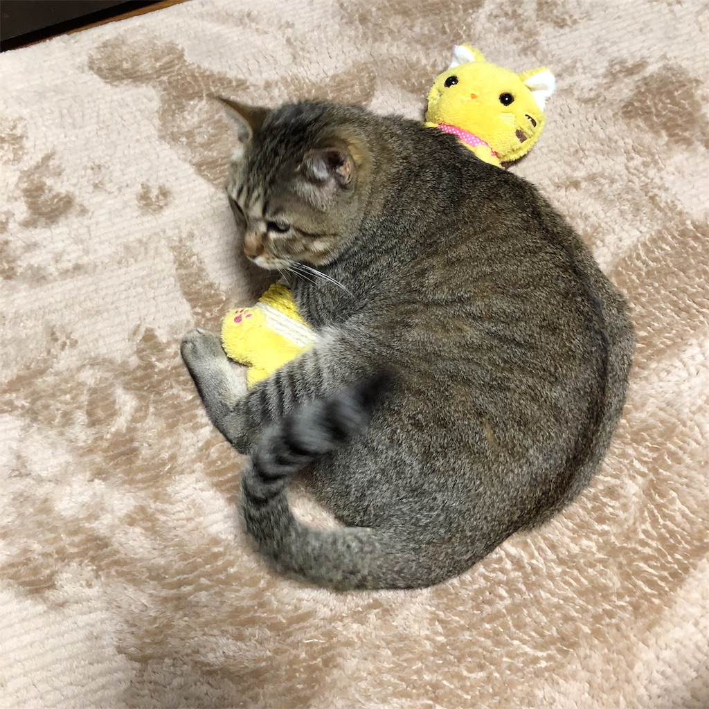 f:id:annesea:20190209213131j:image f:id:annesea:20190209213131j:image