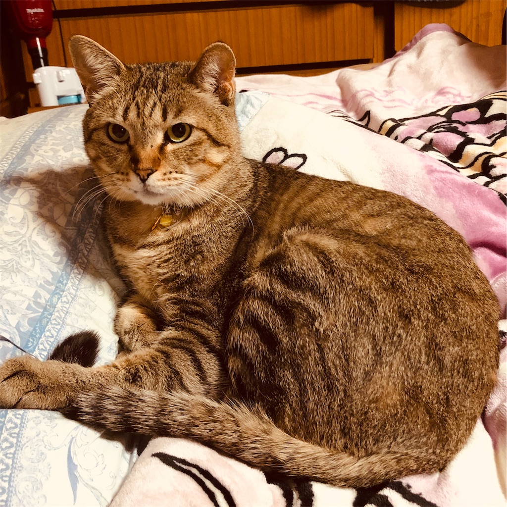 f:id:annesea:20190212212242j:image
