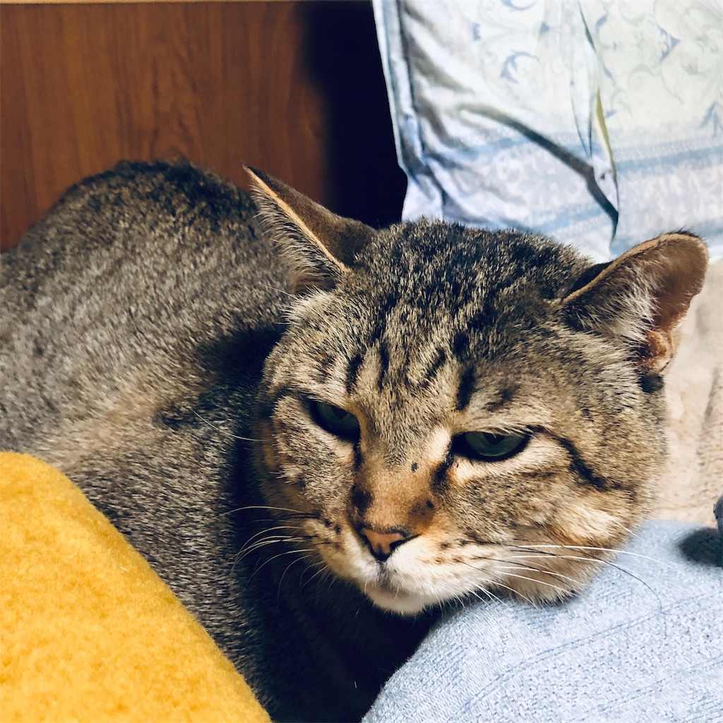 f:id:annesea:20190212212308j:image