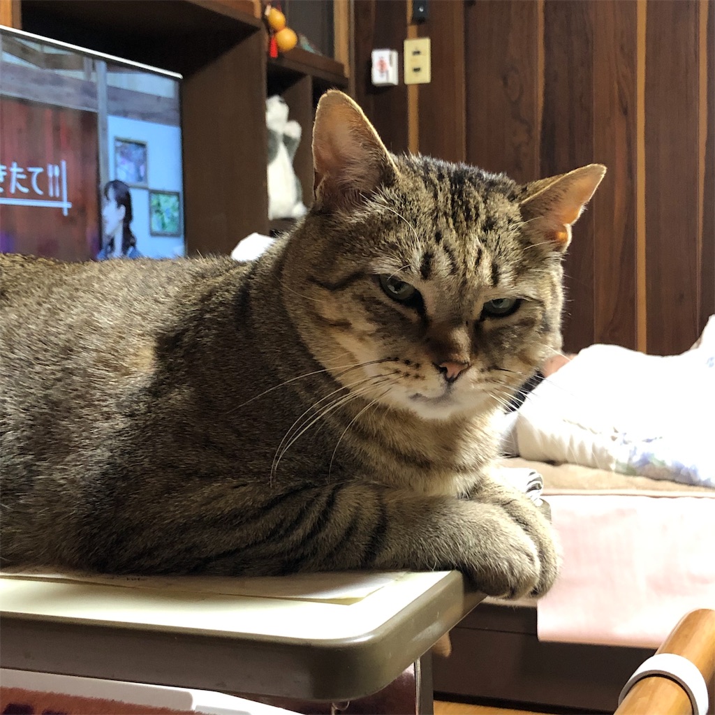 f:id:annesea:20190212212437j:image