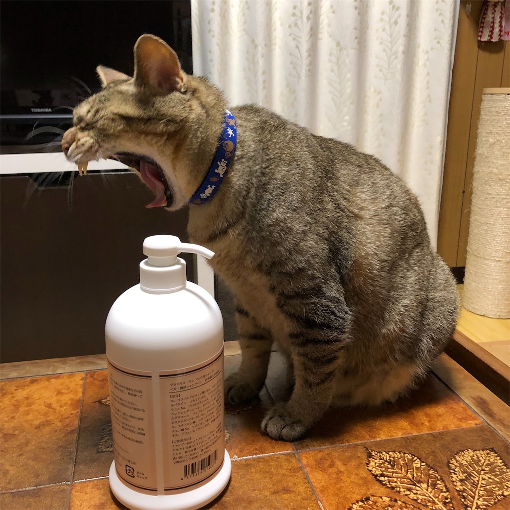 f:id:annesea:20190217171531j:image
