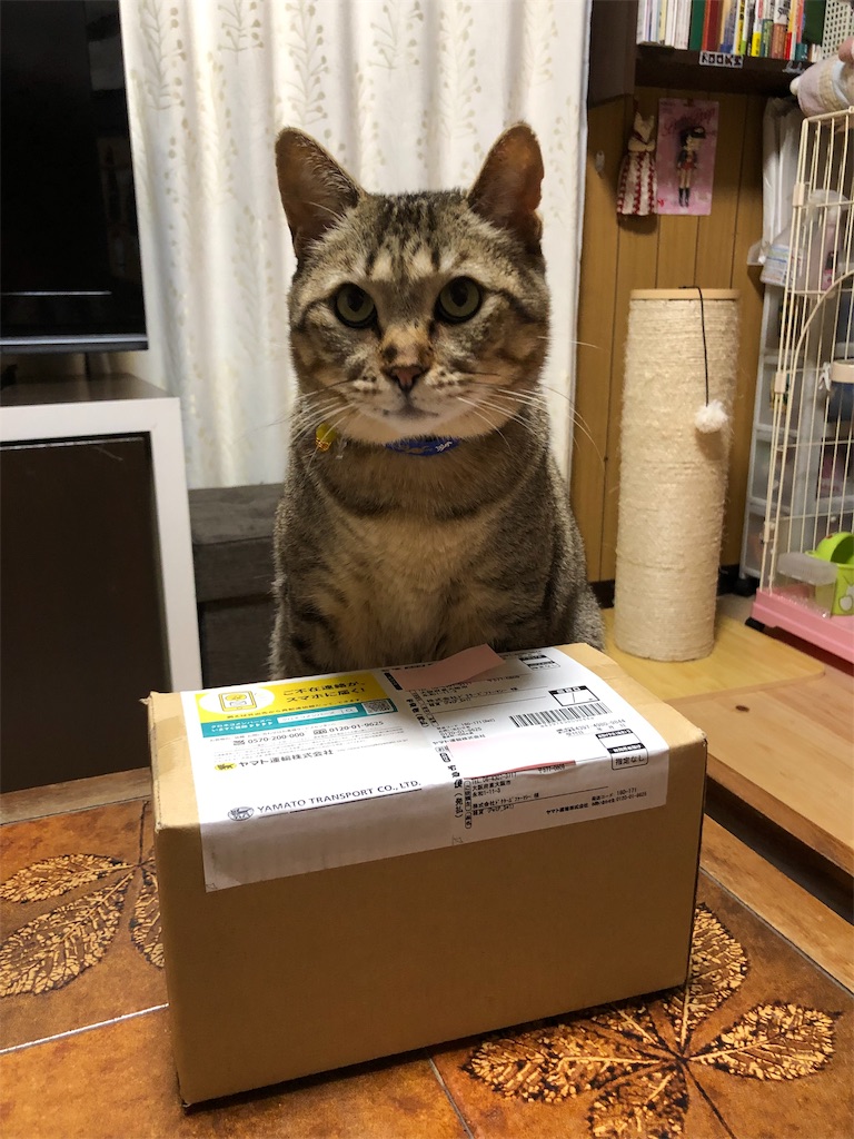 f:id:annesea:20190217171559j:image