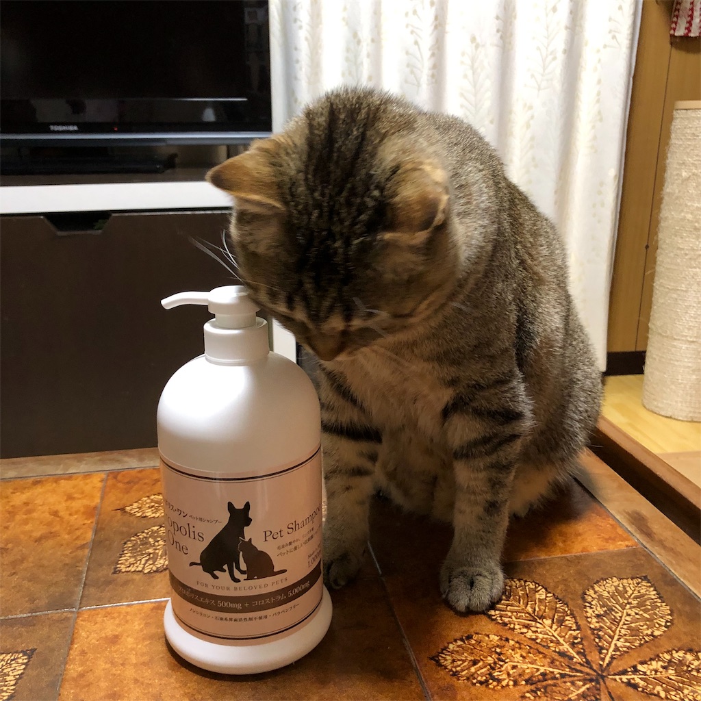 f:id:annesea:20190217171608j:image