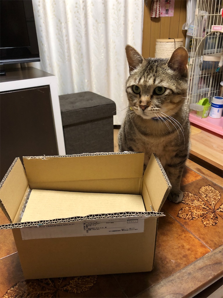 f:id:annesea:20190217171614j:image