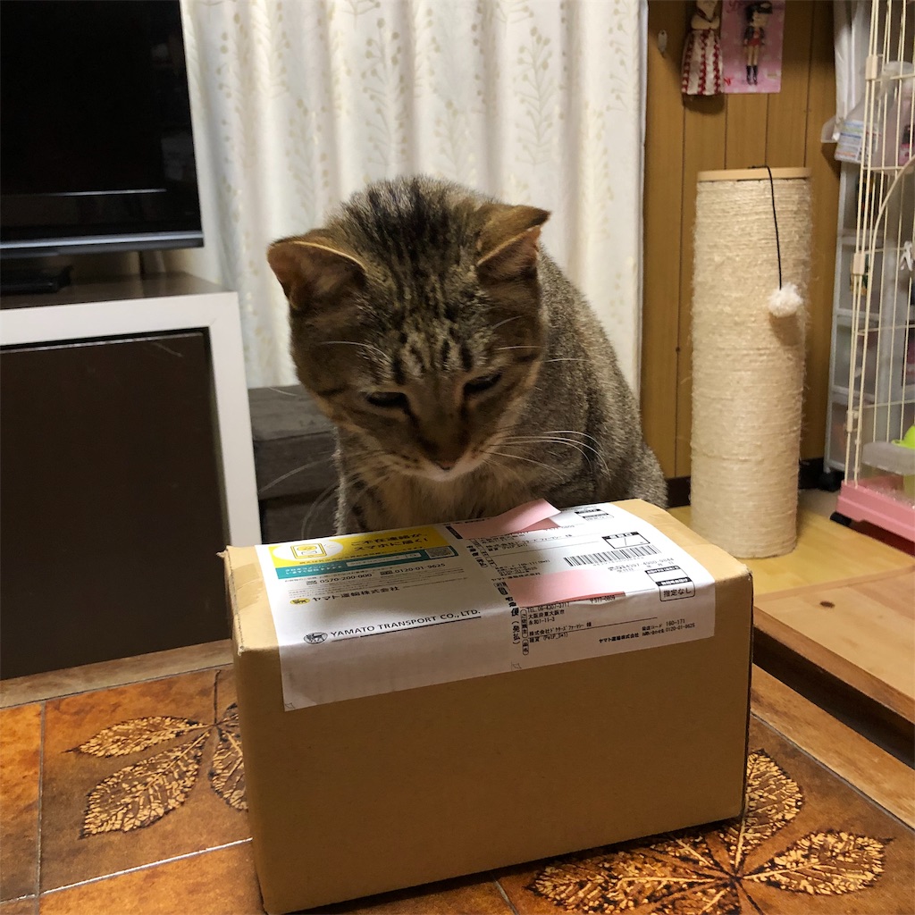 f:id:annesea:20190217171630j:image