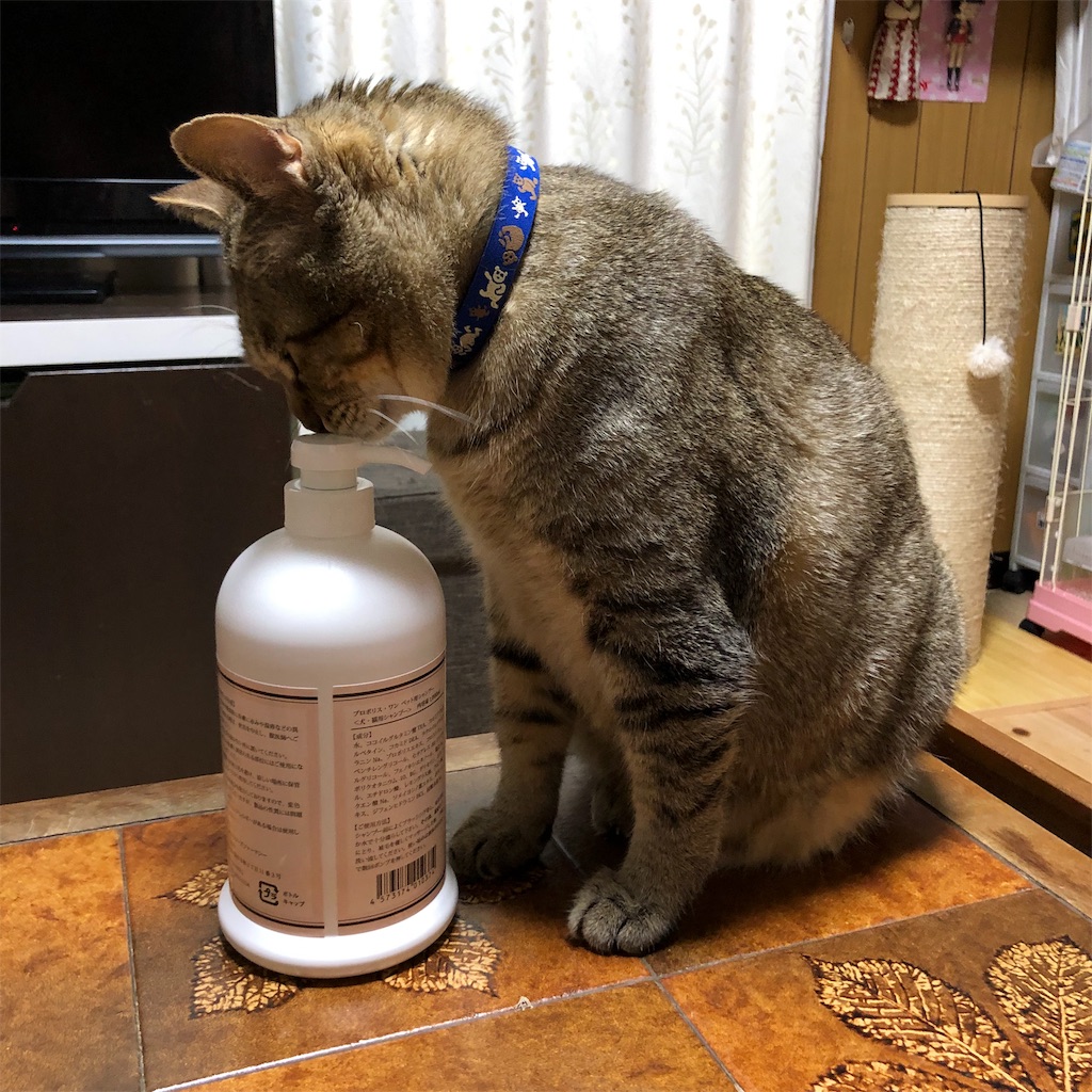 f:id:annesea:20190217171640j:image