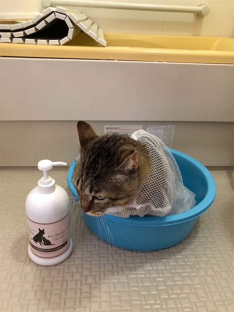 f:id:annesea:20190217171941j:image