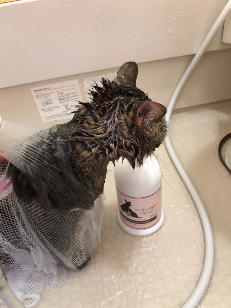 f:id:annesea:20190217171954j:image