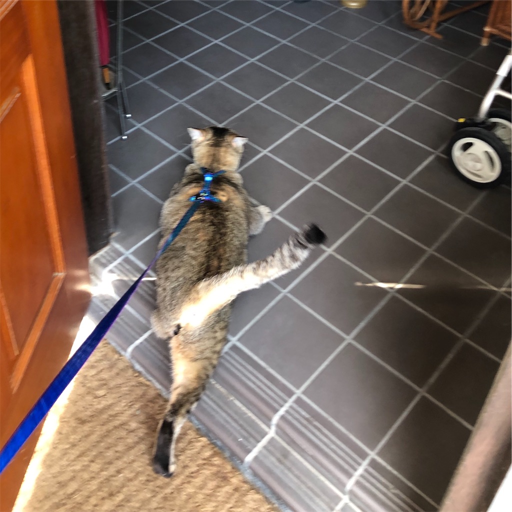 f:id:annesea:20190217172016j:image