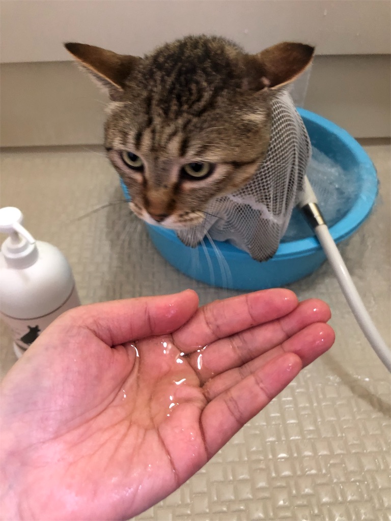 f:id:annesea:20190217172021j:image