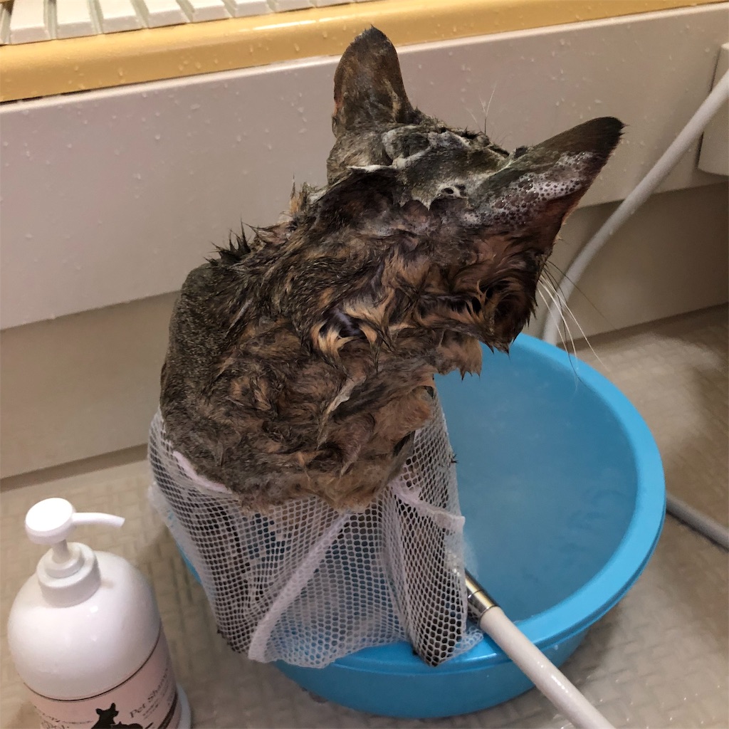 f:id:annesea:20190217172040j:image