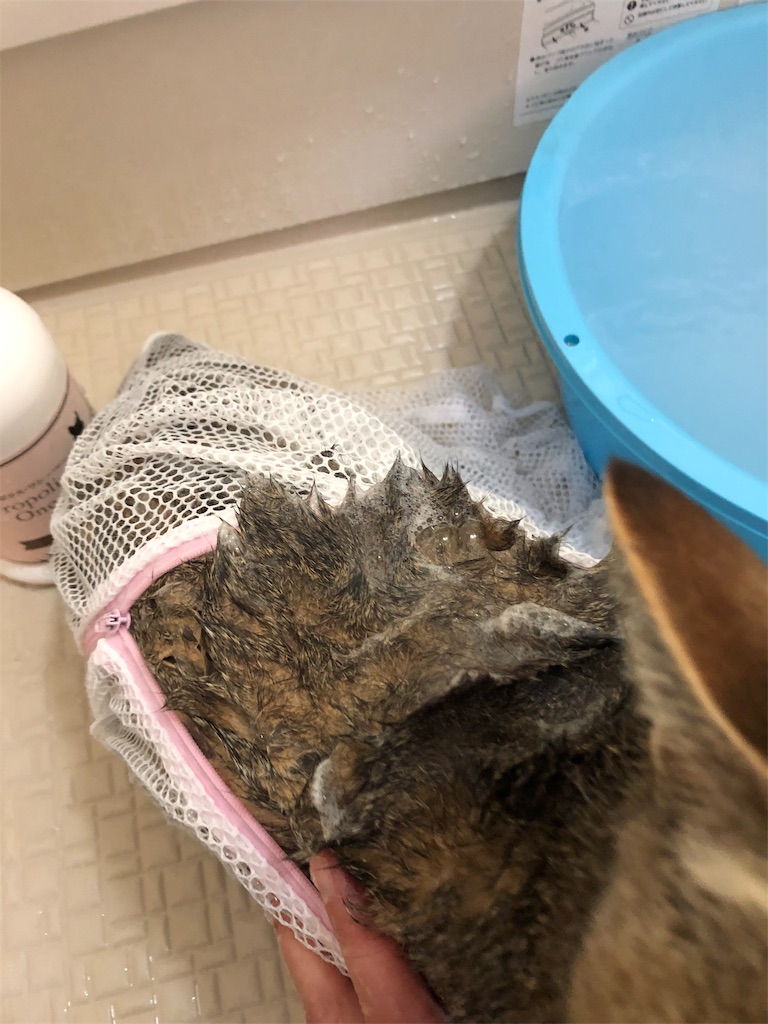 f:id:annesea:20190217172046j:image