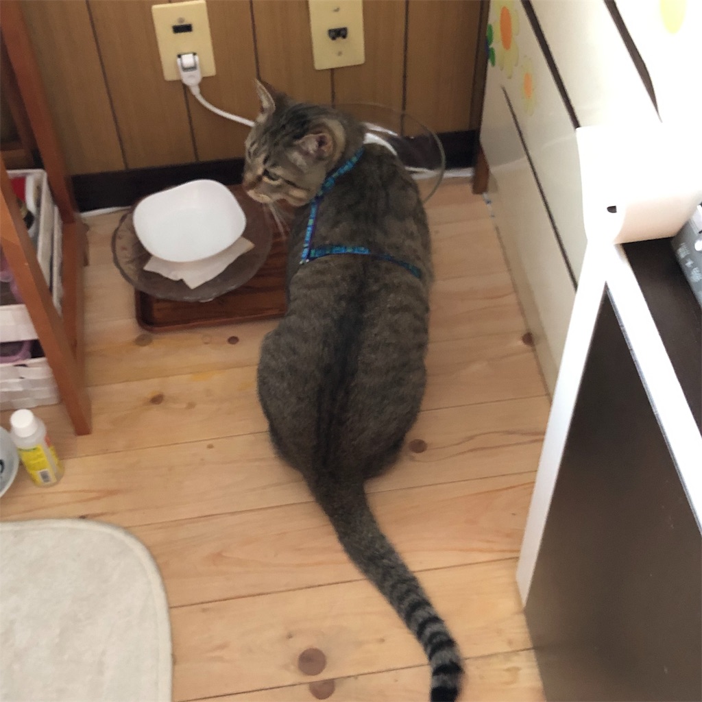 f:id:annesea:20190408121816j:image