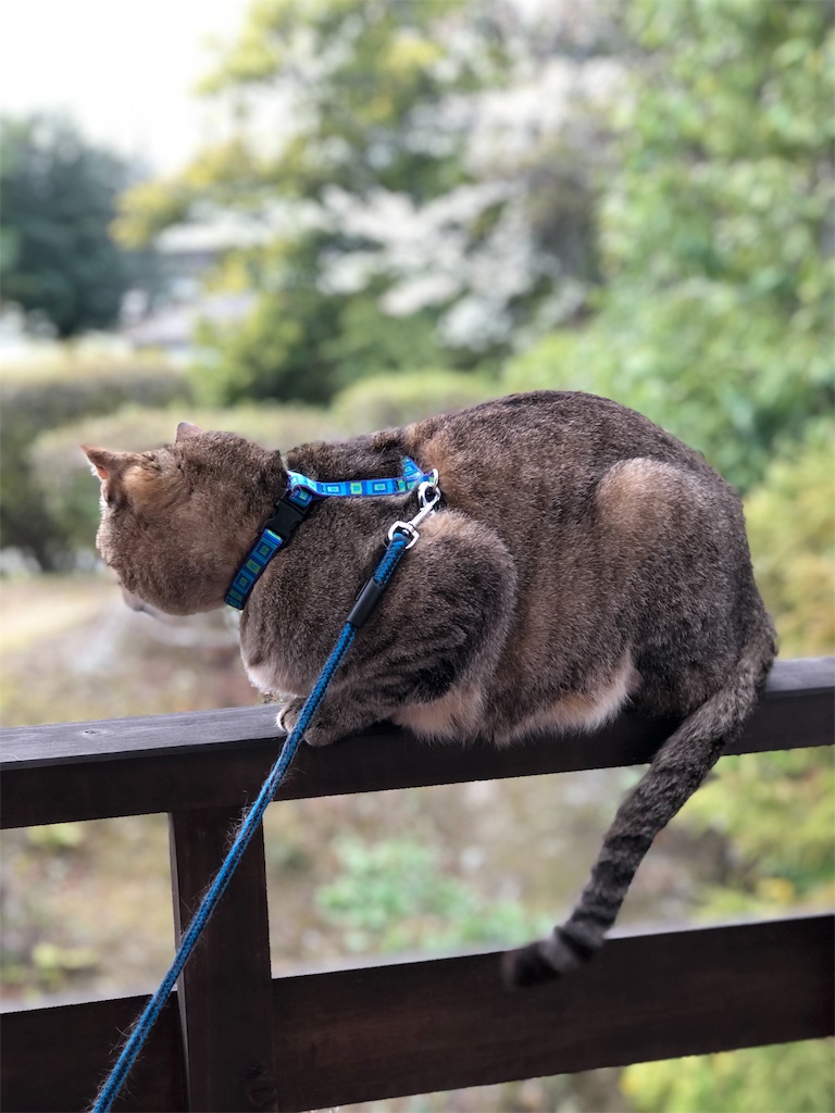 f:id:annesea:20190408121822j:image