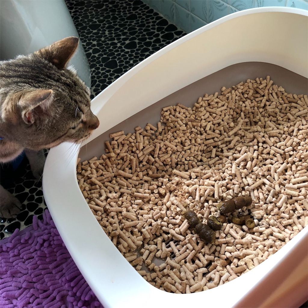 f:id:annesea:20190408121846j:image