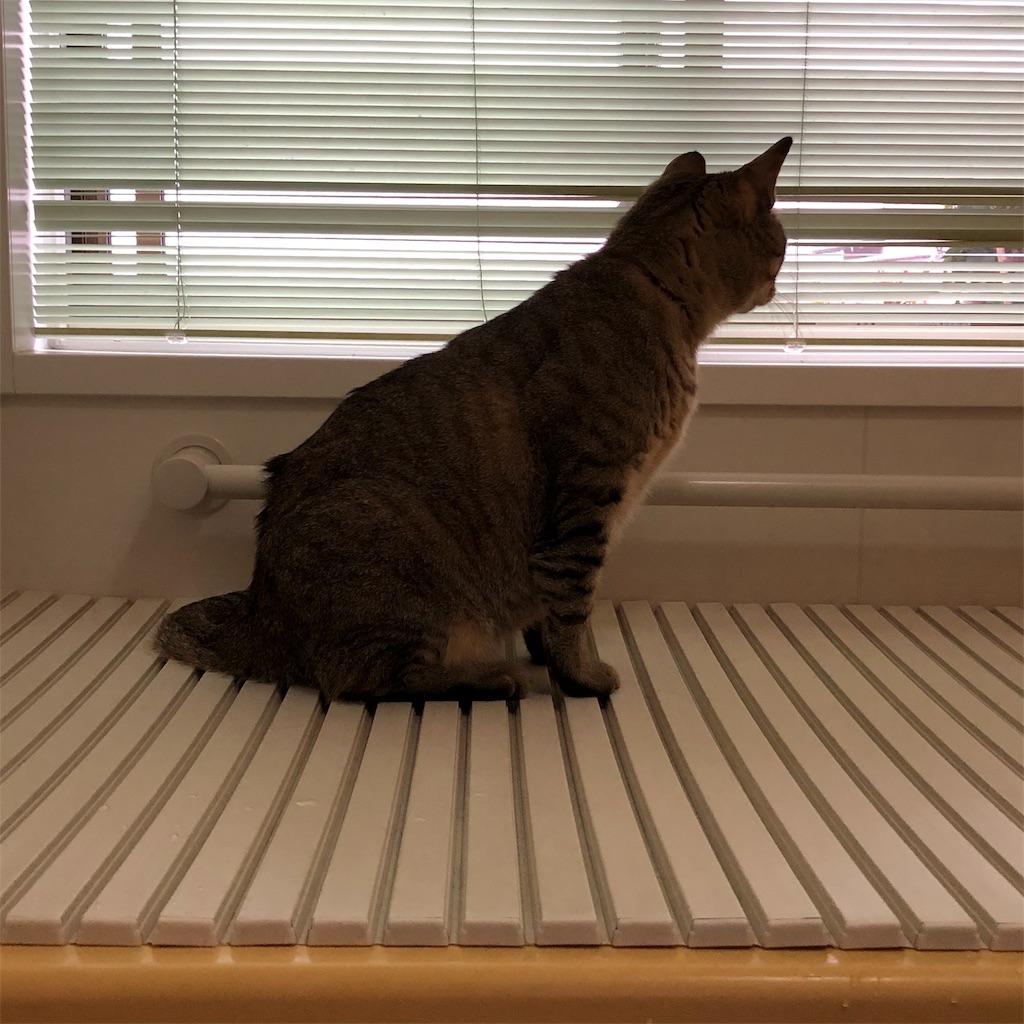 f:id:annesea:20190408121901j:image