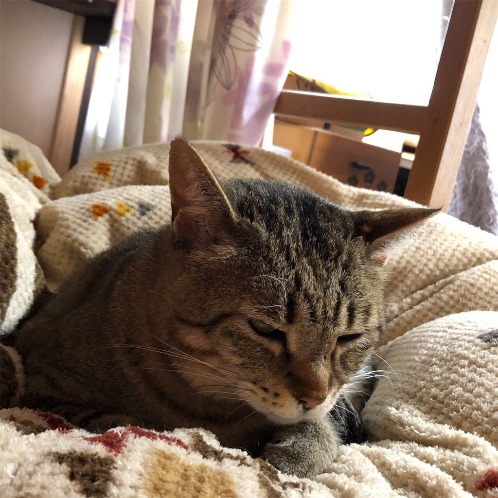f:id:annesea:20190408121915j:image