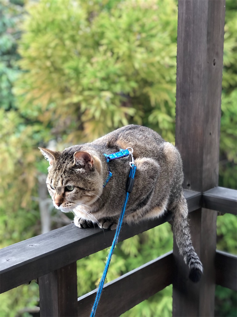 f:id:annesea:20190408121926j:image